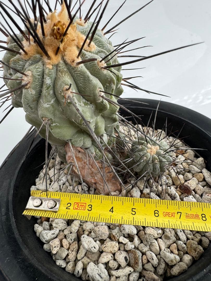 コピアポア　黒士冠　デアルバータ　現地球