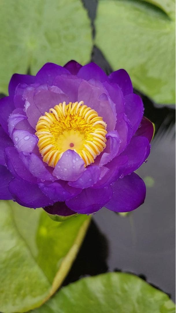 睡蓮の苗1個( ニンファエア・エボレット)