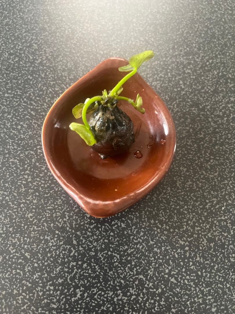 睡蓮の苗1個( ニンファエア・エボレット)