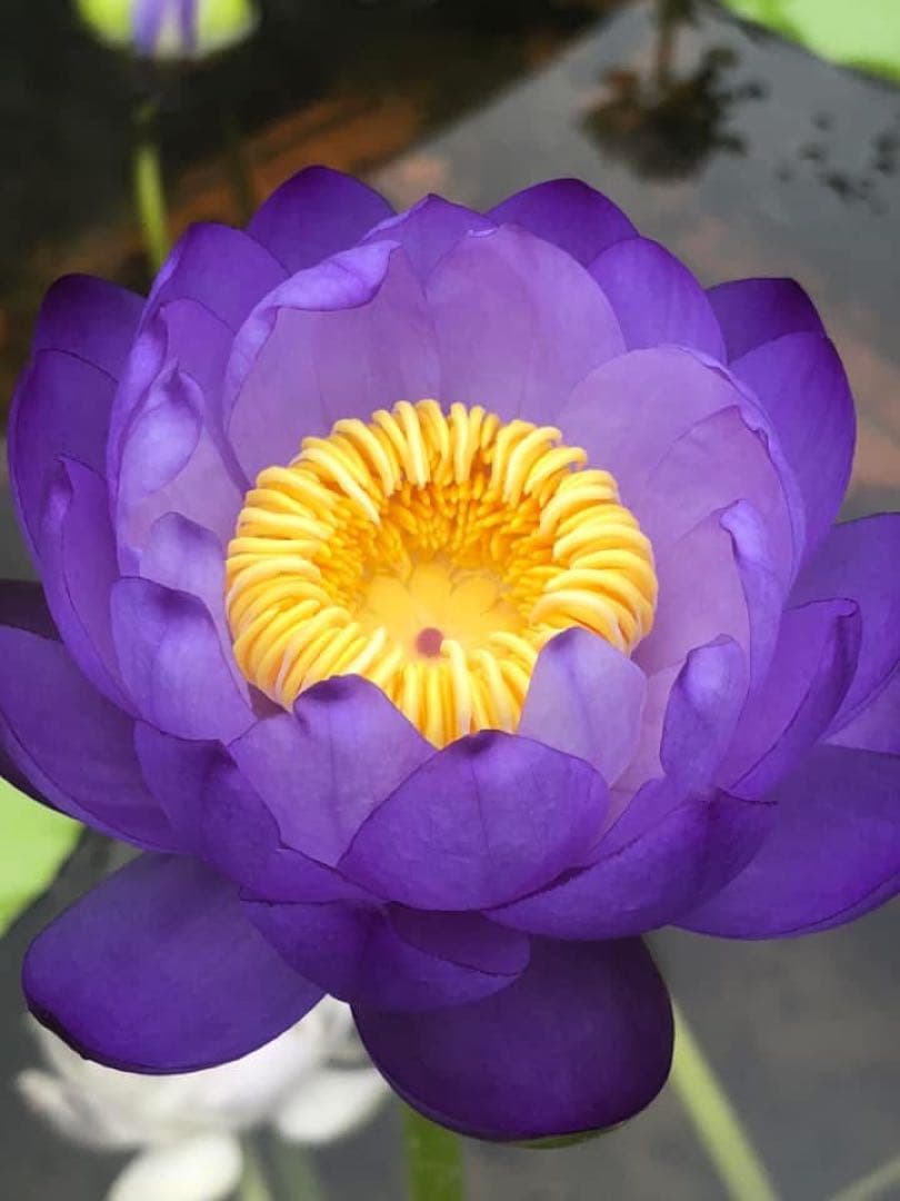 睡蓮の苗1個( ニンファエア・エボレット)