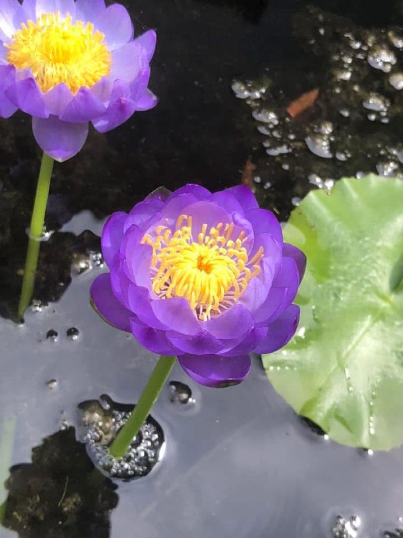 睡蓮の苗1個( ニンファエア・エボレット)