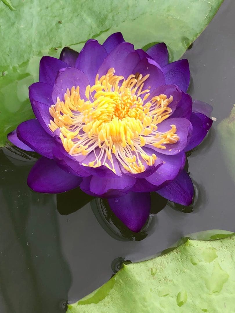 睡蓮の苗1個( ニンファエア・エボレット)