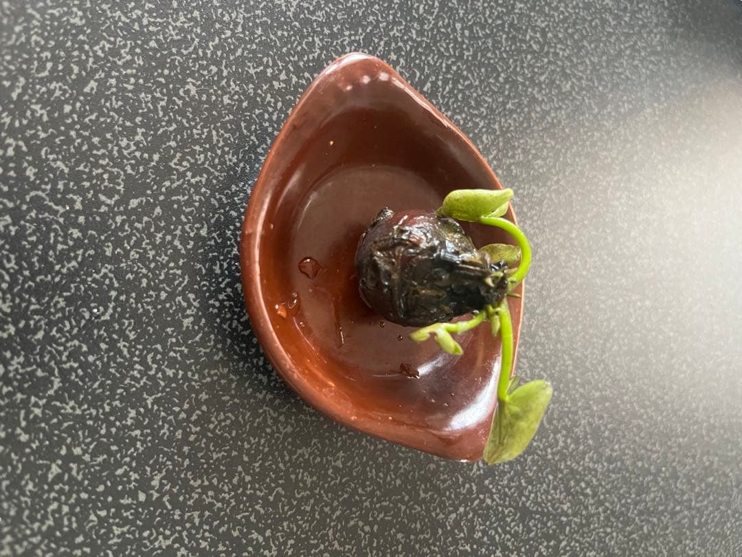 睡蓮の苗1個( ニンファエア・エボレット)