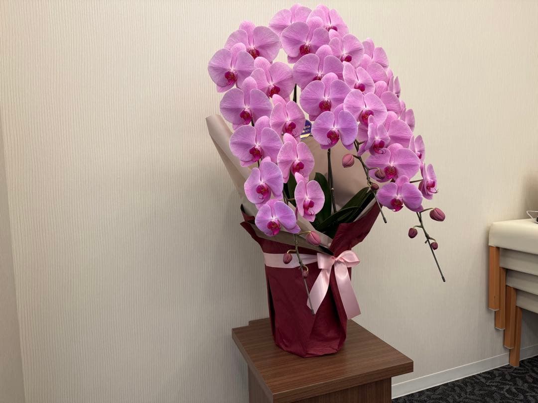 大輪胡蝶蘭　ピンク　3本立ち　39輪　お祝い用　ラッピング有！