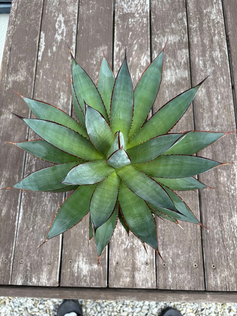 ブルーグロー　中型 アガベ　黒鉢付き