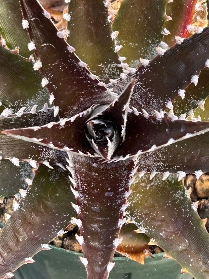 DBディッキア Arizona x BS, Paylen, Keswick ⑴