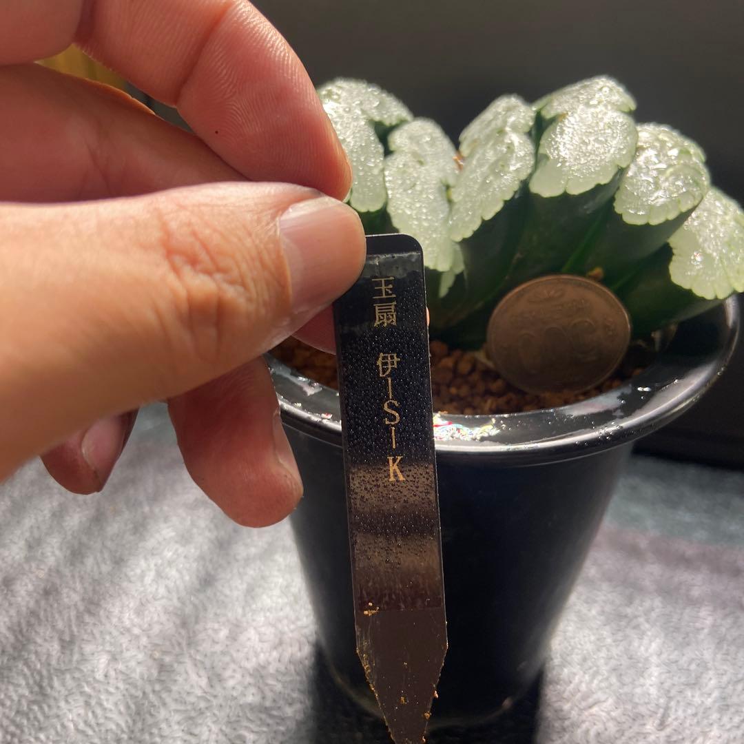 玉扇　超美株　大きい