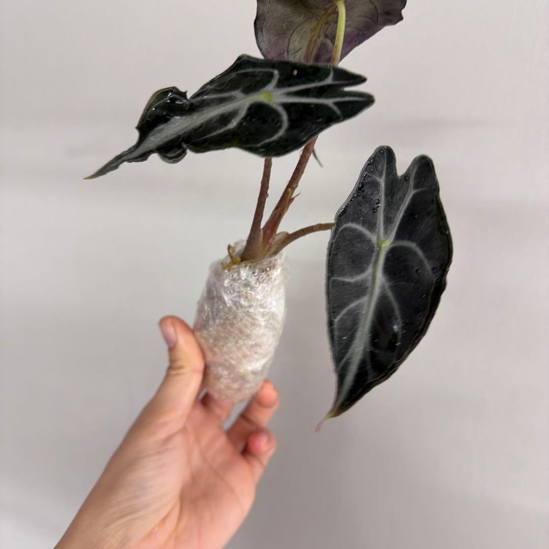 アロカシア ヴェノム Alocasia 'Venom' 管理番号s229