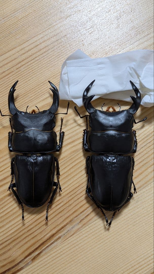 グランディスオオクワガタ　８８．２mmペア