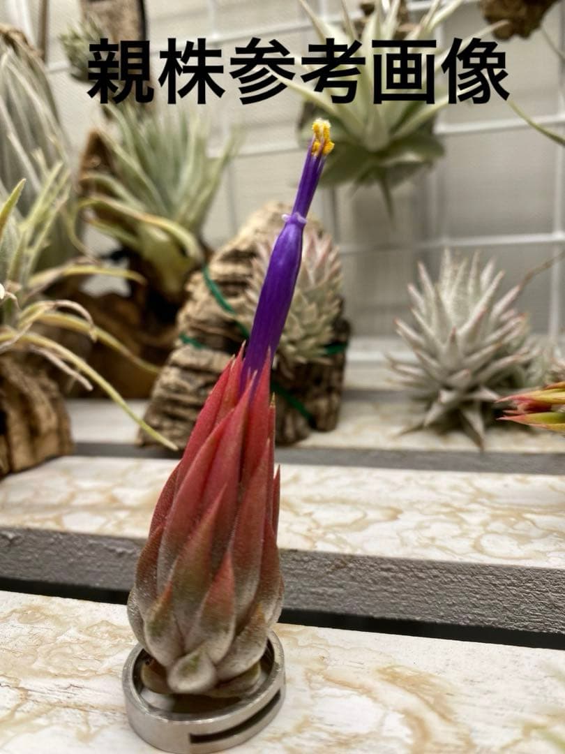 チランジア イオナンタ アプレタードRFI