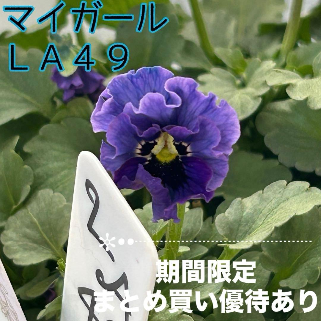 ＬＡ４９♥石川園芸　ビオラレディ マイガール♥人気品種♥ポットごと発送♥..