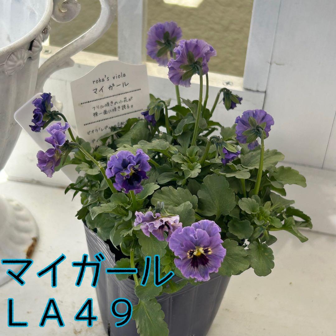 ＬＡ４９♥石川園芸　ビオラレディ マイガール♥人気品種♥ポットごと発送♥..
