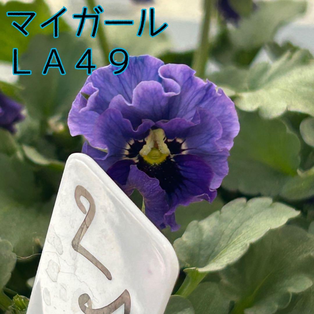 ＬＡ４９♥石川園芸　ビオラレディ マイガール♥人気品種♥ポットごと発送♥..