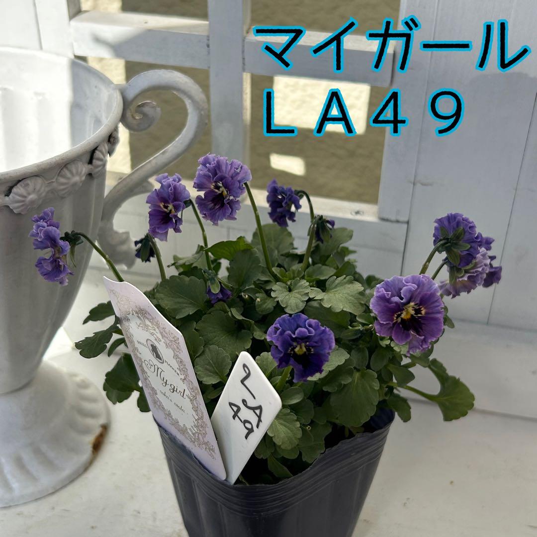 ＬＡ４９♥石川園芸　ビオラレディ マイガール♥人気品種♥ポットごと発送♥..