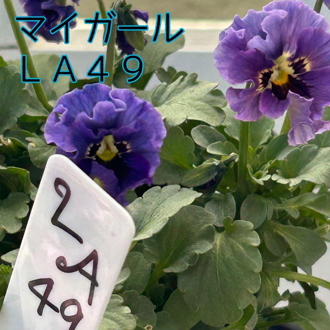 ＬＡ４９♥石川園芸　ビオラレディ マイガール♥人気品種♥ポットごと発送♥..