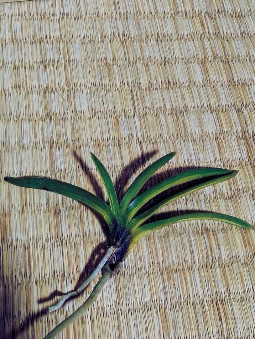 富貴蘭「金牡丹黄縞」（訳有り品）