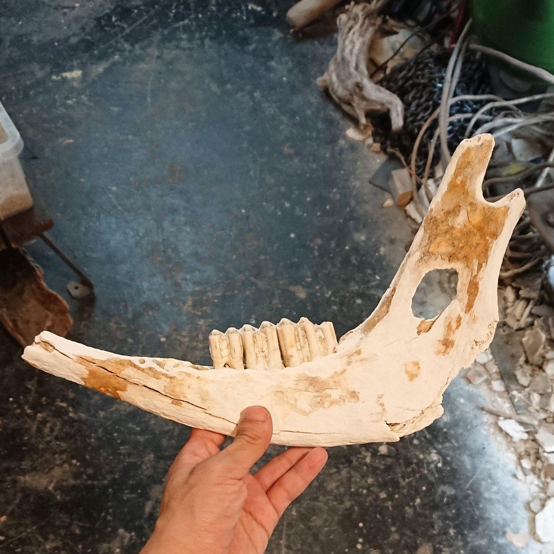 【漂着物】馬の骨 下顎 馬歯付き
