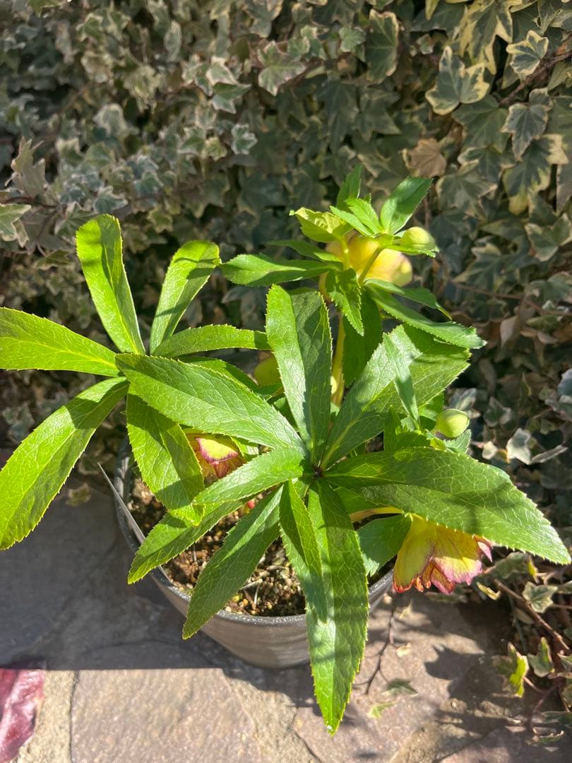 クリスマスローズ　広瀬園芸