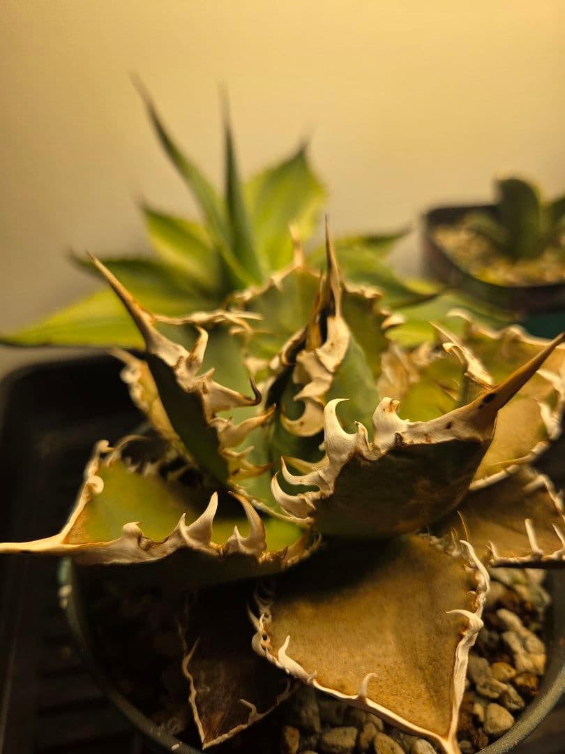 アガベ オアハカ 親株 実生 オテロイ agave Oaxaca　連刺