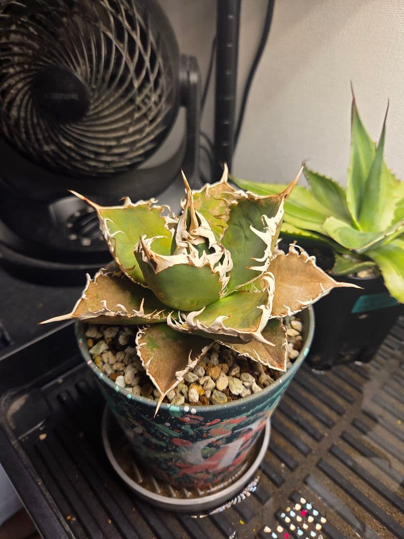 アガベ オアハカ 親株 実生 オテロイ agave Oaxaca　連刺