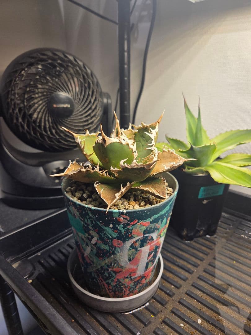 アガベ オアハカ 親株 実生 オテロイ agave Oaxaca　連刺