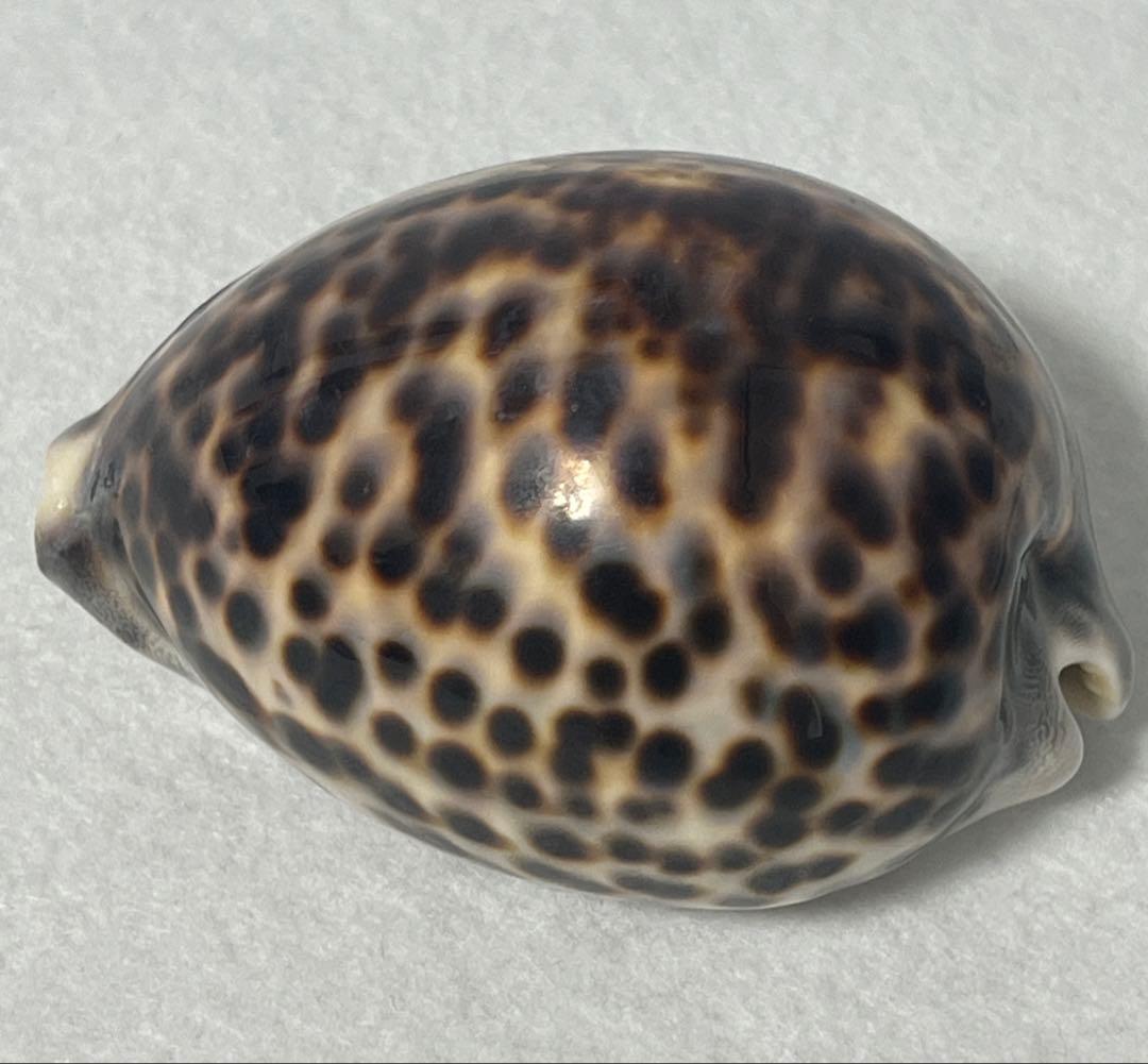 ホシタカラガイ　貝殻