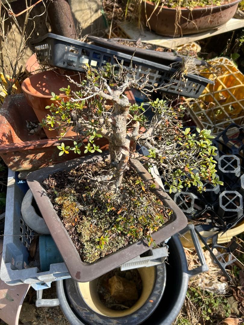 サツキ盆栽 中品 自然樹形 素材 樹勢良好