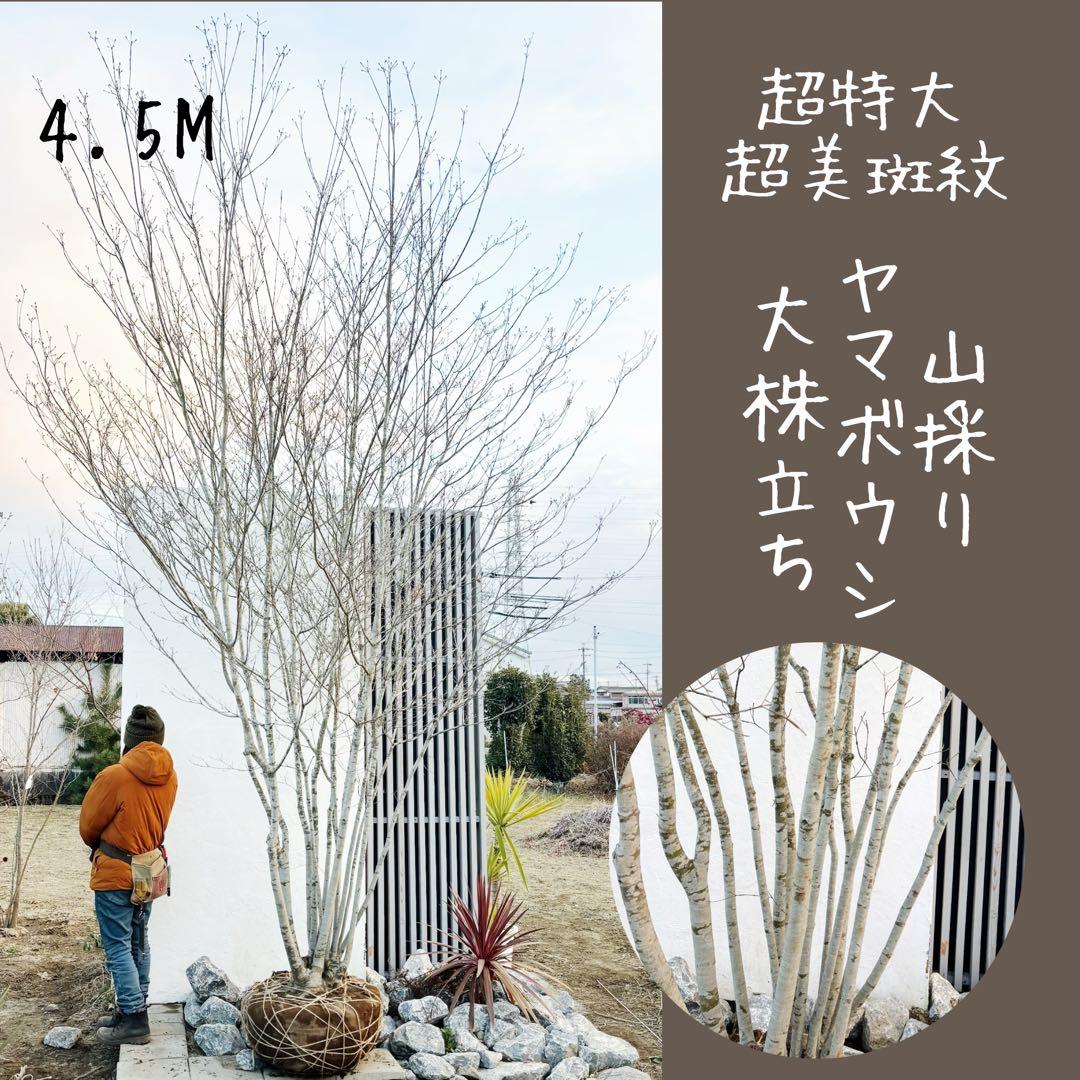 超特大。山採りヤマボウシ大株立ち4.5M(鉢底から※エリア限定自社配送商品