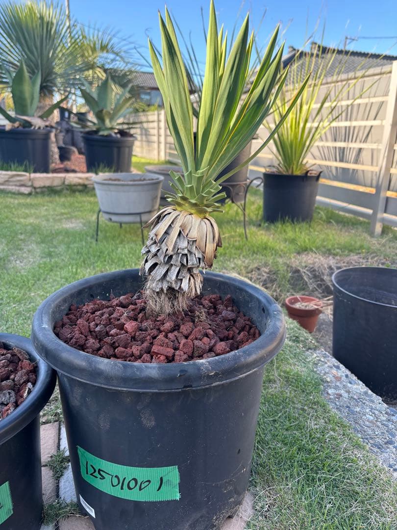 グロリオサ　キミガヨラン　10号