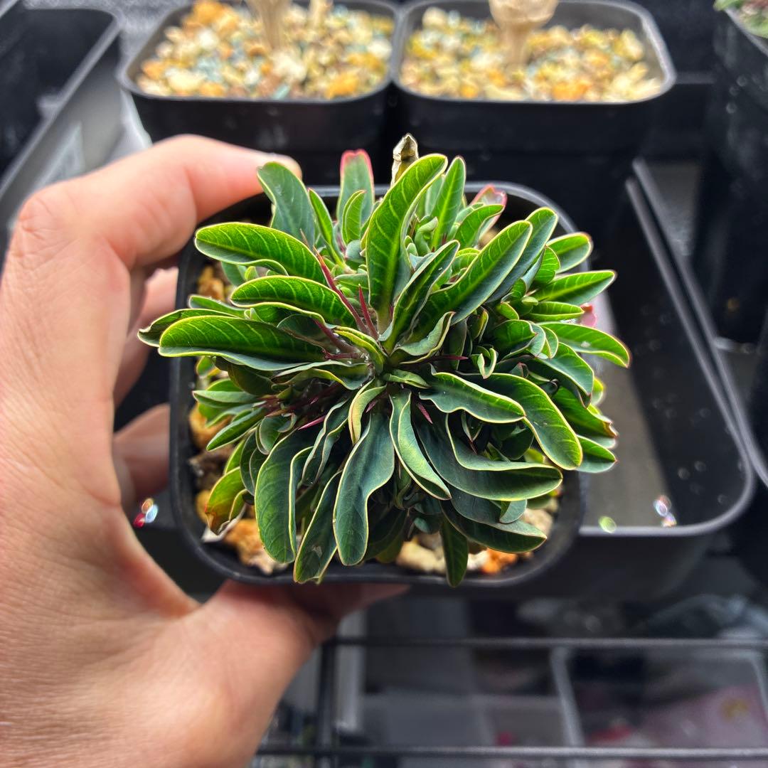 ※ポン酢　ギラウミニアナ　実生　多頭①.③