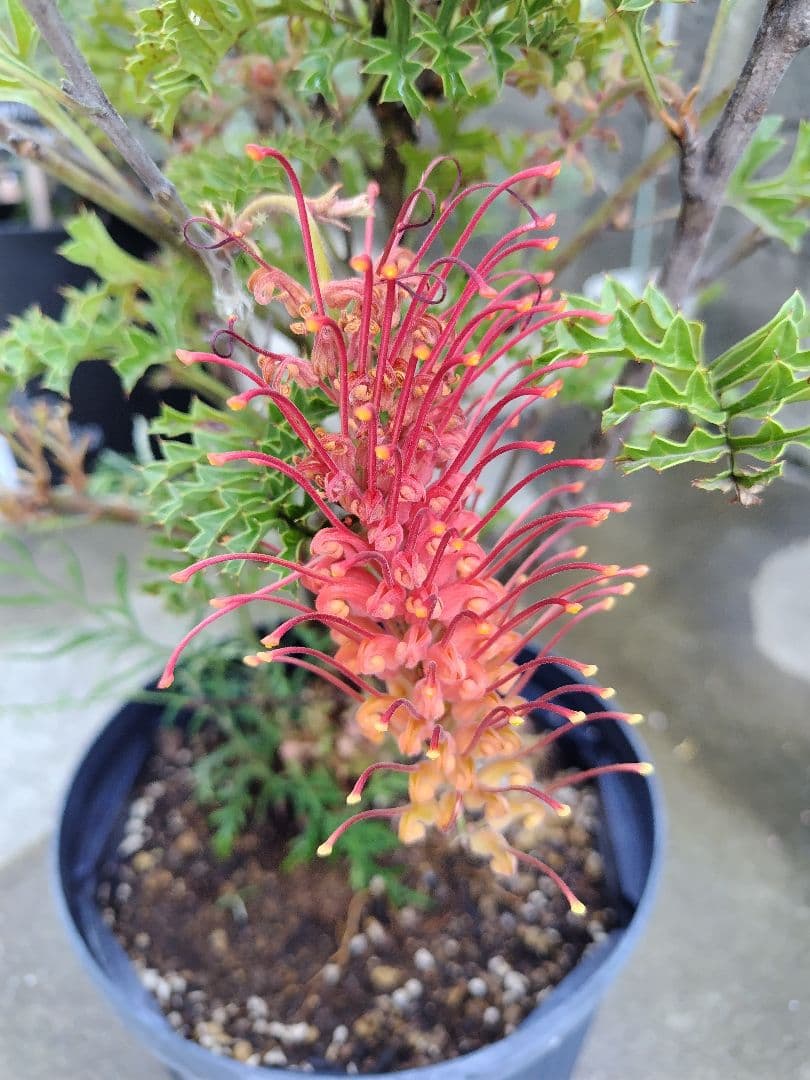 グレビレア グレープ（Grevillea bipinnatifida.）2本刺