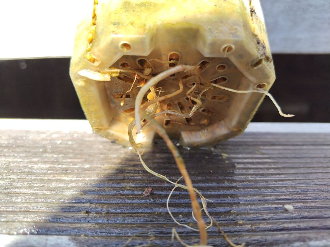 グレビレア グレープ（Grevillea bipinnatifida.）2本刺