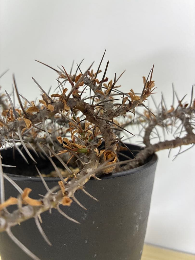 サルコカウロン　カンデボエンシス