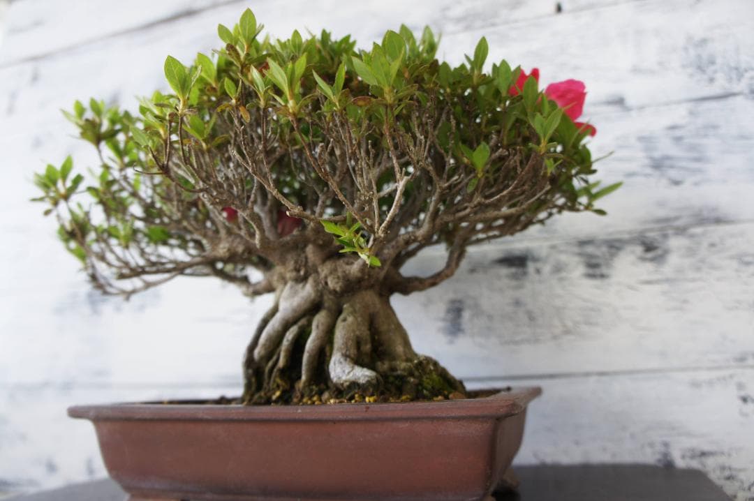 盆栽 『サツキ(珍山)』 花 インテリア 観葉植物 送料無料 b118