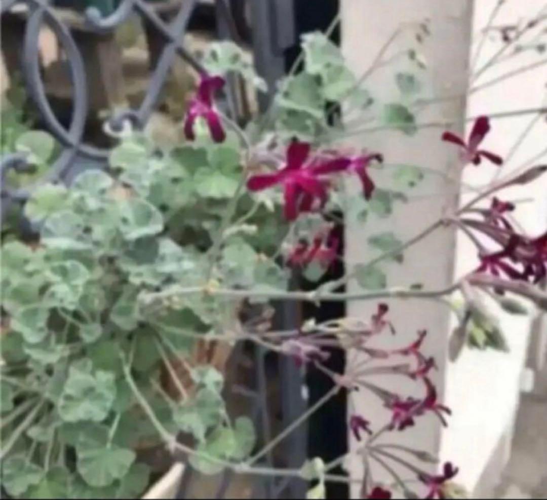 モリモリ〜(ᵔᴥᵔ)シドイデス ♡ご近所さんと差がつく可愛らしさ♡大人かわいい