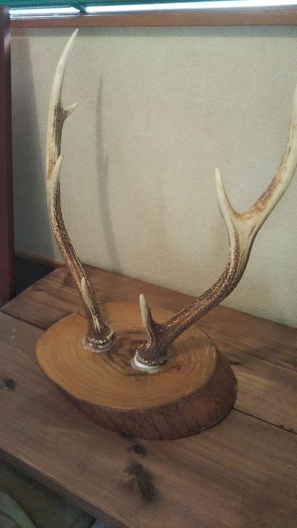 鹿の角 置物