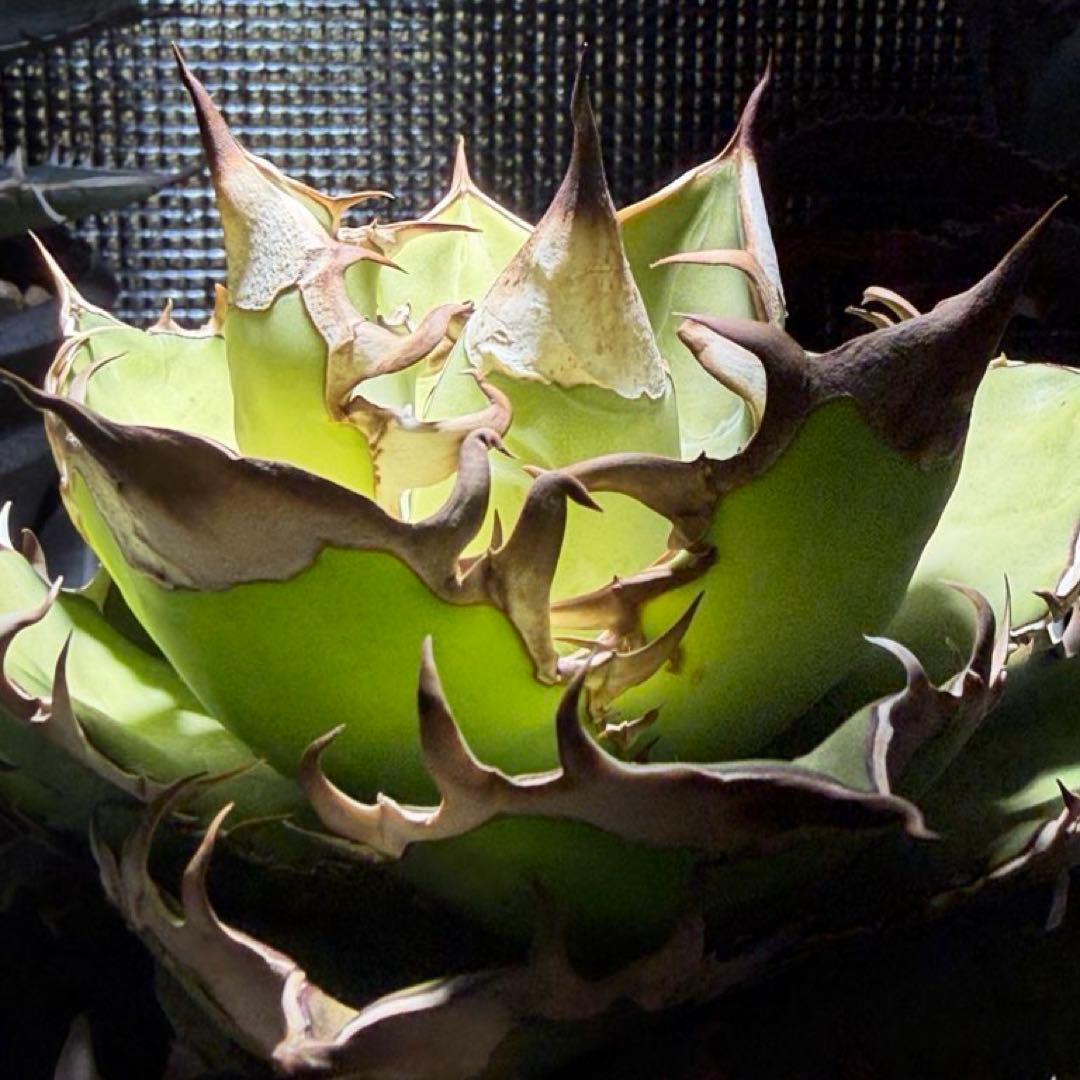 アガベ チタノタ ギロチン 子株 ロウルサンコ選抜実生株