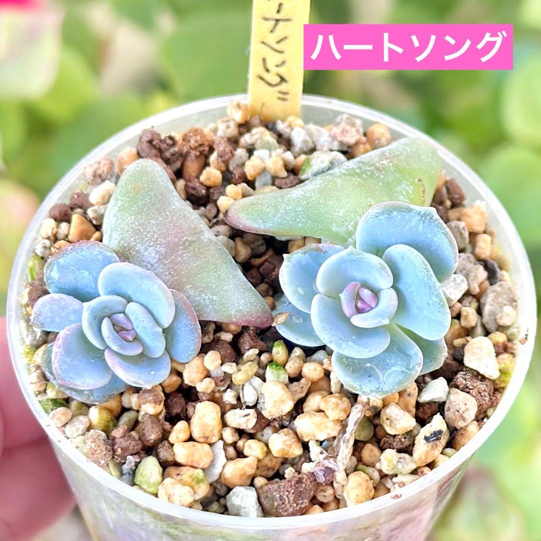 【サービス品@1780】ハートソング(1苗)