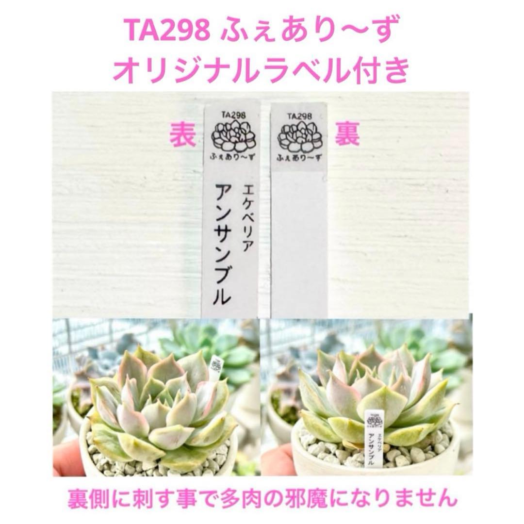 【サービス品@1780】ハートソング(1苗)