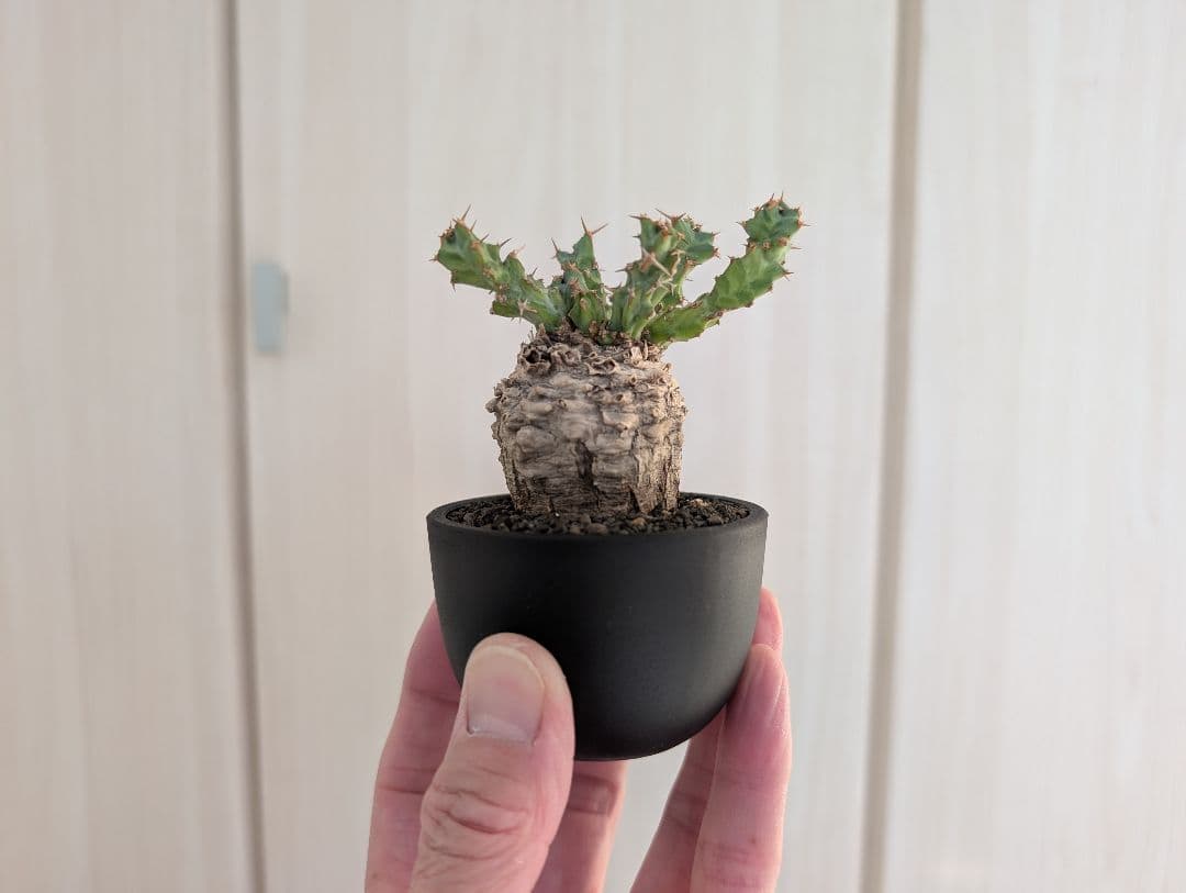 ユーフォルビア クラビゲラ 現地株 超ミニサイズ 手乗り 塊根植物