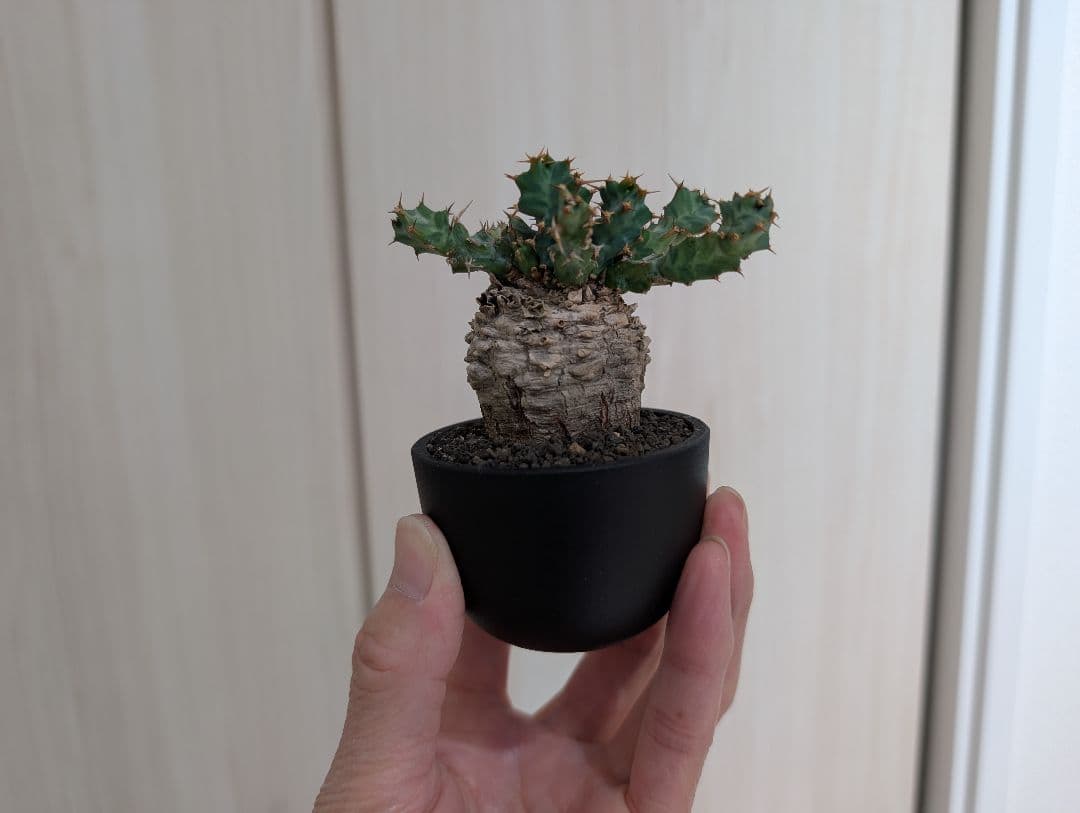 ユーフォルビア クラビゲラ 現地株 超ミニサイズ 手乗り 塊根植物