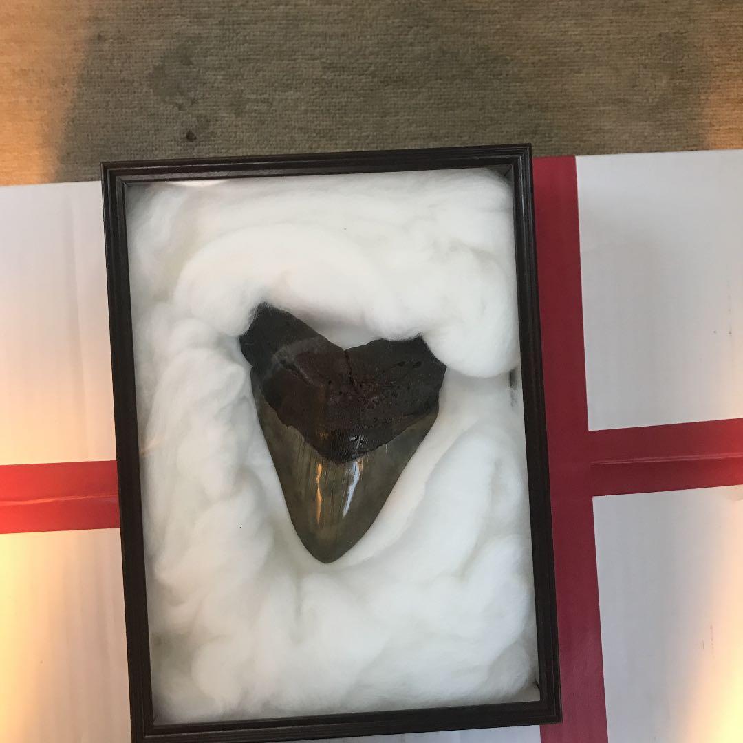 メガドロン歯の化石