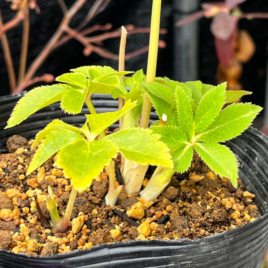 3152専用ポット発送メルカリ便☘️超目玉☘️⭐️希少⭐️ 【❤️極上❤️小輪❤️蜃気楼】