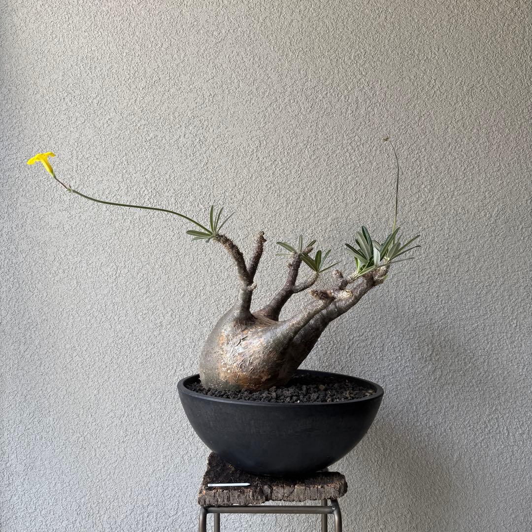 60【現地球・良形・発根済】パキポディウム・グラキリス