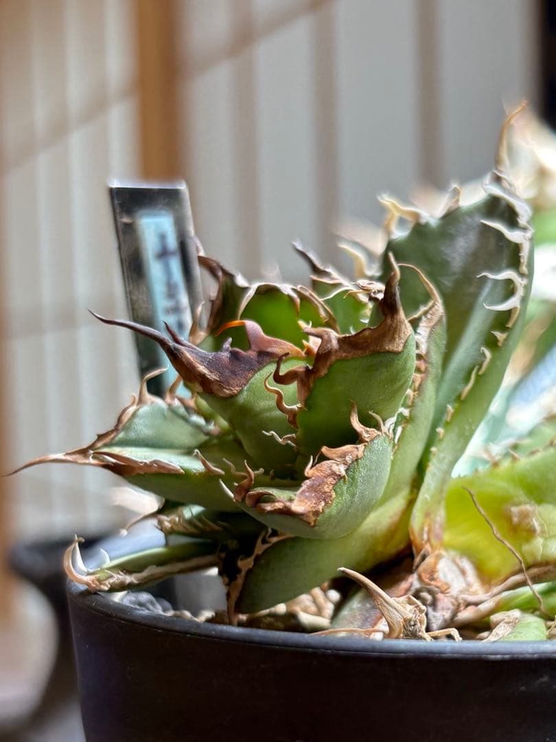 R*様 アガベ　デッドヒート　DEADHEAT　アガベ　ロウルサンコ（実生　レジ