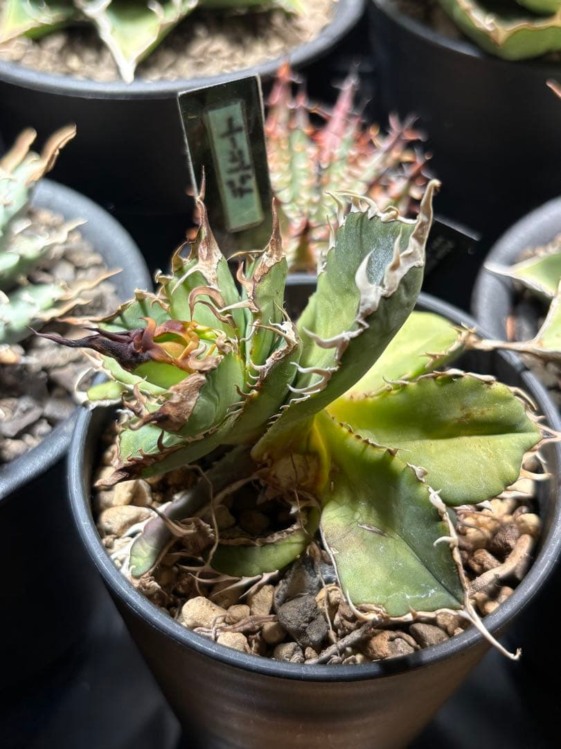 R*様 アガベ　デッドヒート　DEADHEAT　アガベ　ロウルサンコ（実生　レジ