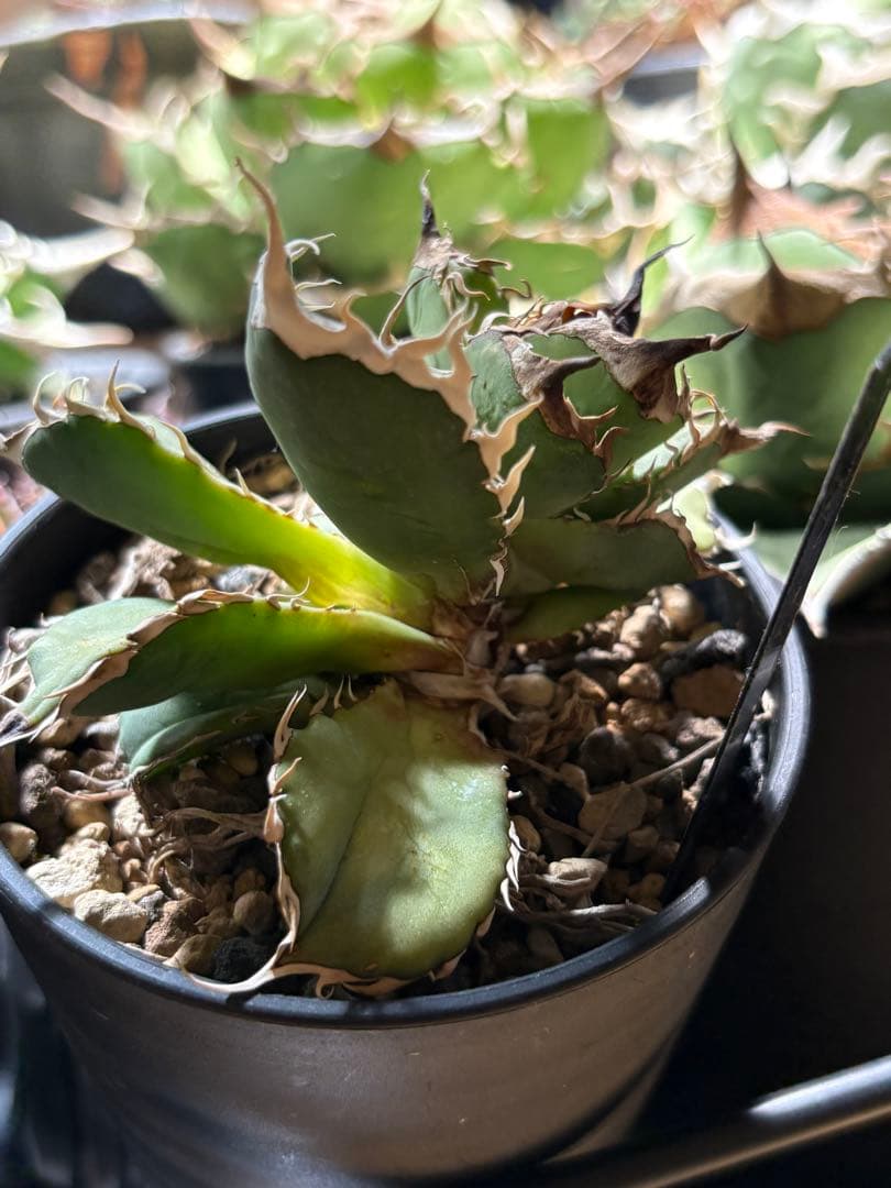 R*様 アガベ　デッドヒート　DEADHEAT　アガベ　ロウルサンコ（実生　レジ