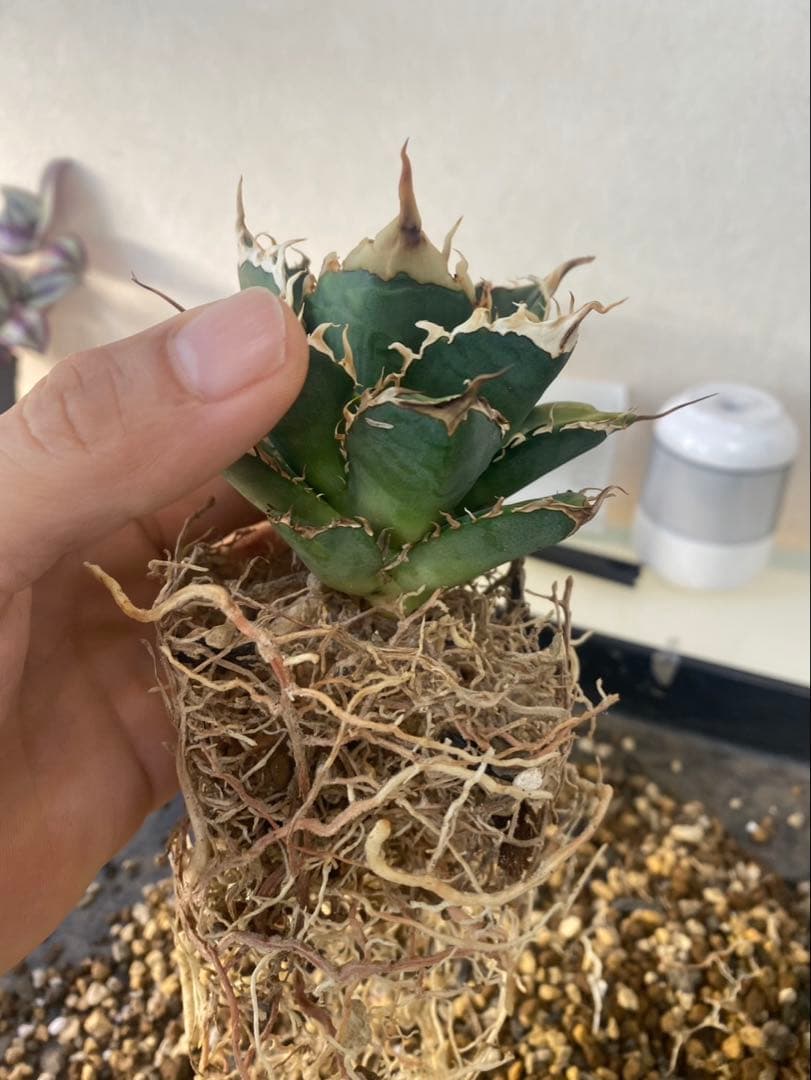 R*様 アガベ　デッドヒート　DEADHEAT　アガベ　ロウルサンコ（実生　レジ