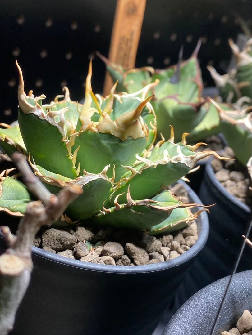 R*様 アガベ　デッドヒート　DEADHEAT　アガベ　ロウルサンコ（実生　レジ