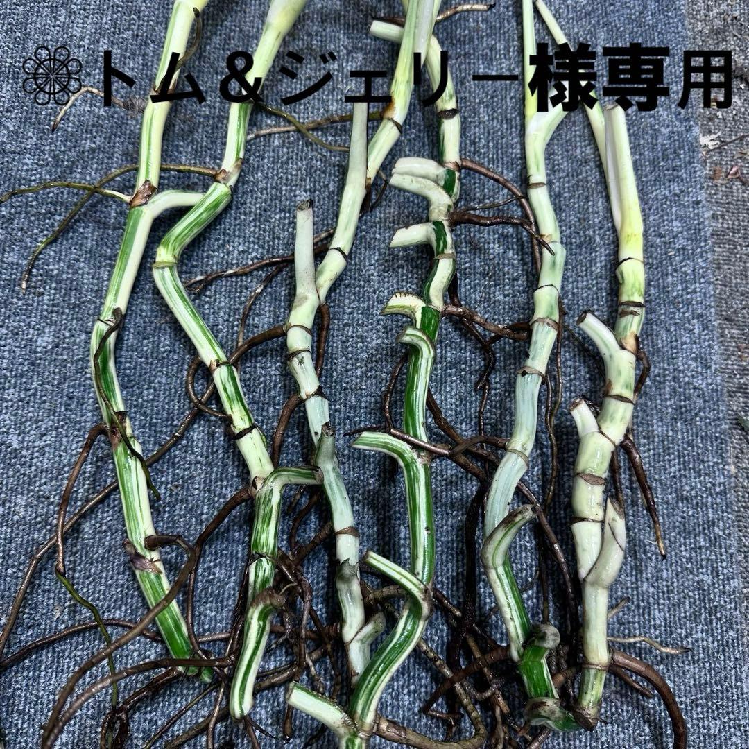 ❁⃘トム＆ジェリー❁⃘モンステラホワイトタイガー茎6本